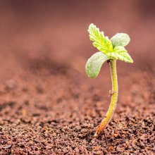 From Clone to Concentrate: How CBD Oil is Made
