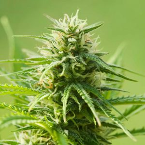 How to Grow Purple or Pink Cannabis Buds | Grow  Colorful Weed