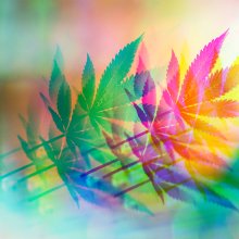 CBG! A  Compound With Intriguing Medical Potential