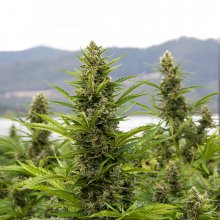 Outdoor or Indoor Grown Cannabis: What's the Difference?